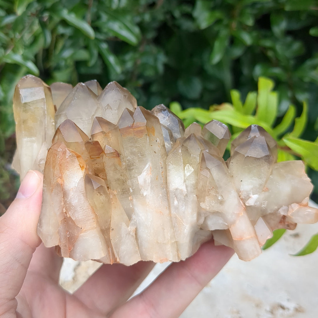 Citrine Cluster natural with mulitple points (14.5cm) - 768g
