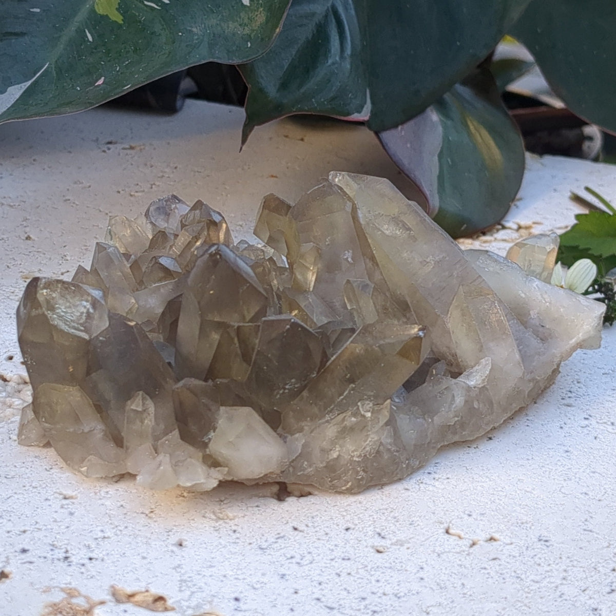 Citrine Cluster natural with mulitple points (12.2cm) - 298g from Green Door Living