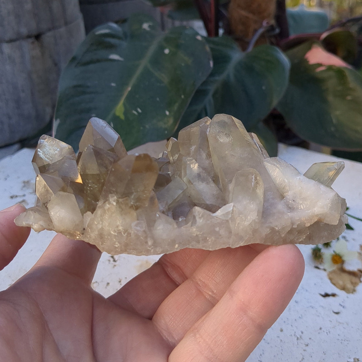 Citrine Cluster natural with mulitple points (12.2cm) - 298g from Green Door Living