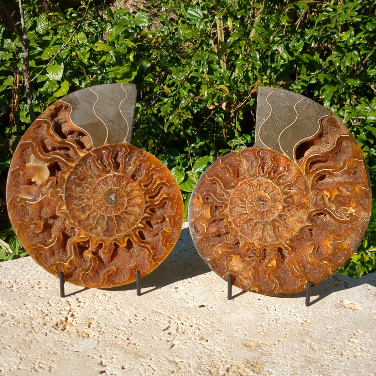 Ammonite Fossil Natural Pair - Sliced with Calcite, Druzy and Iridescent Shell 21cm - 1.6kg from Green Door Living Australia