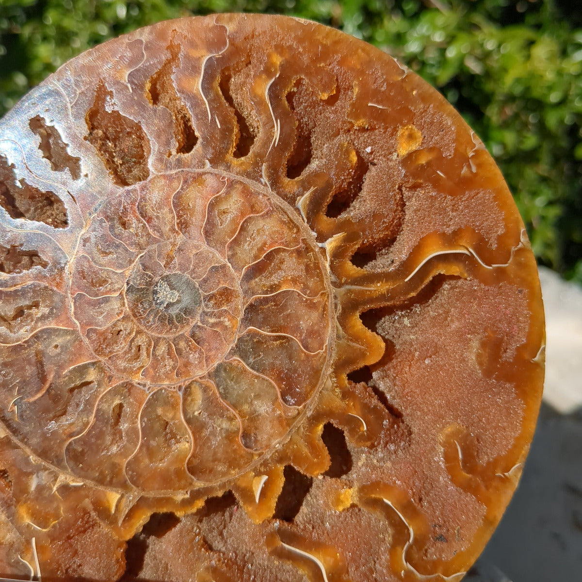Ammonite Fossil Natural Pair - Sliced with Calcite, Druzy and Iridescent Shell 21cm - 1.6kg from Green Door Living Australia
