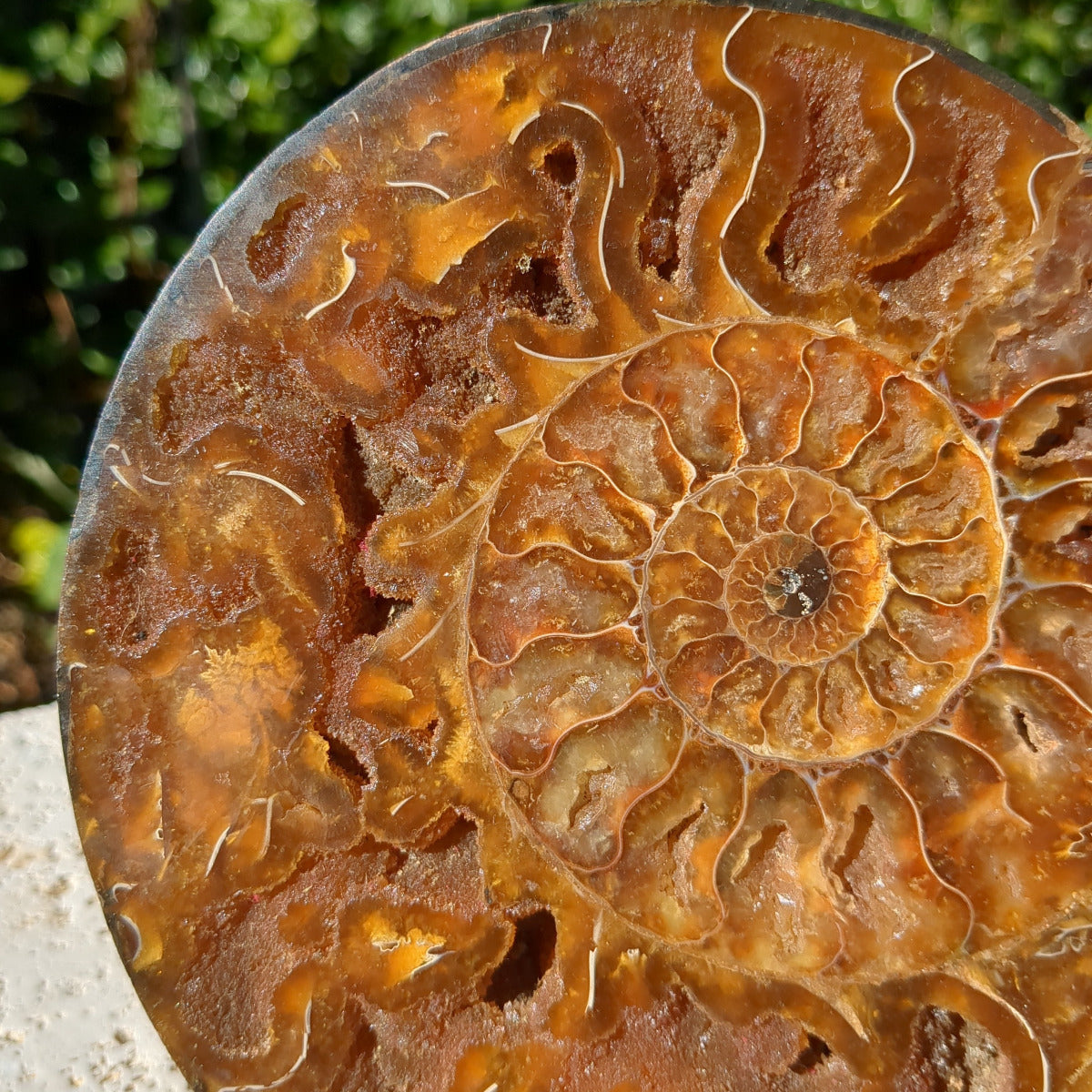 Ammonite Fossil Natural Pair - Sliced with Calcite, Druzy and Iridescent Shell 21cm - 1.6kg from Green Door Living Australia