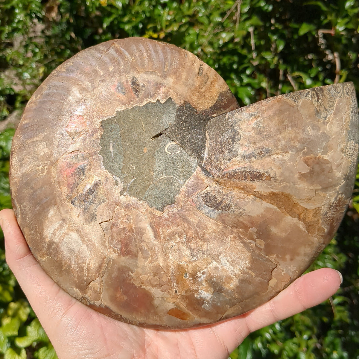 Ammonite Fossil Natural Pair - Sliced with Calcite, Druzy and Iridescent Shell 21cm - 1.6kg from Green Door Living Australia