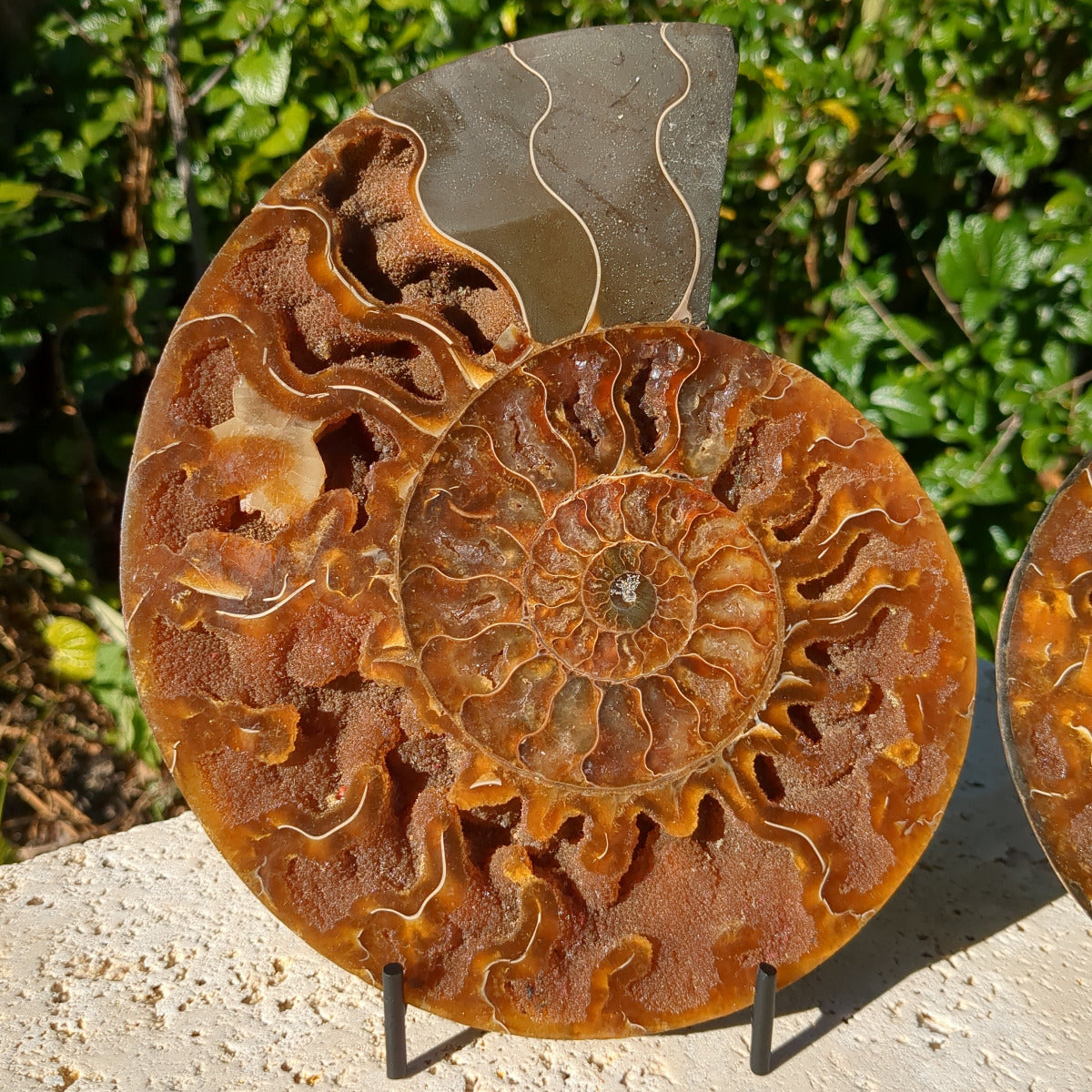 Ammonite Fossil Natural Pair - Sliced with Calcite, Druzy and Iridescent Shell 21cm - 1.6kg from Green Door Living Australia