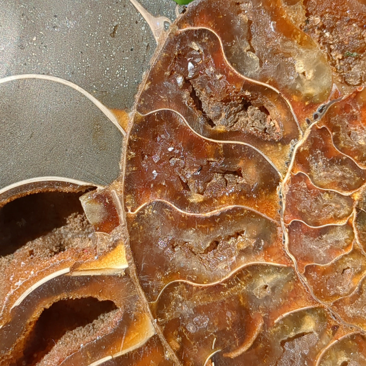 Ammonite Fossil Natural Pair - Sliced with Calcite, Druzy and Iridescent Shell 21cm - 1.6kg from Green Door Living Australia