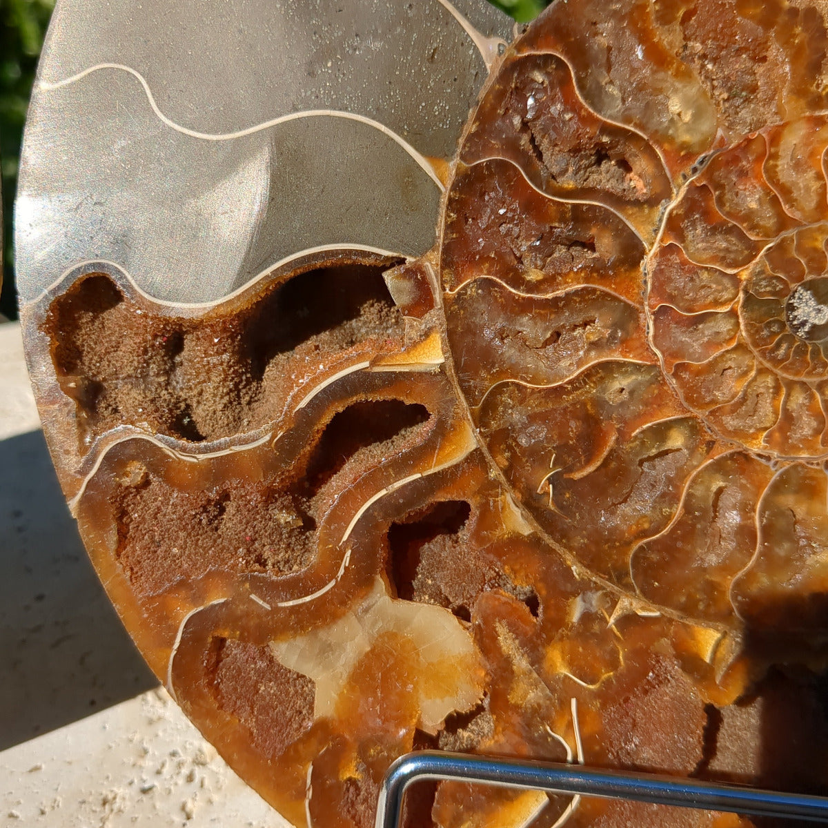 Ammonite Fossil Natural Pair - Sliced with Calcite, Druzy and Iridescent Shell 21cm - 1.6kg from Green Door Living Australia
