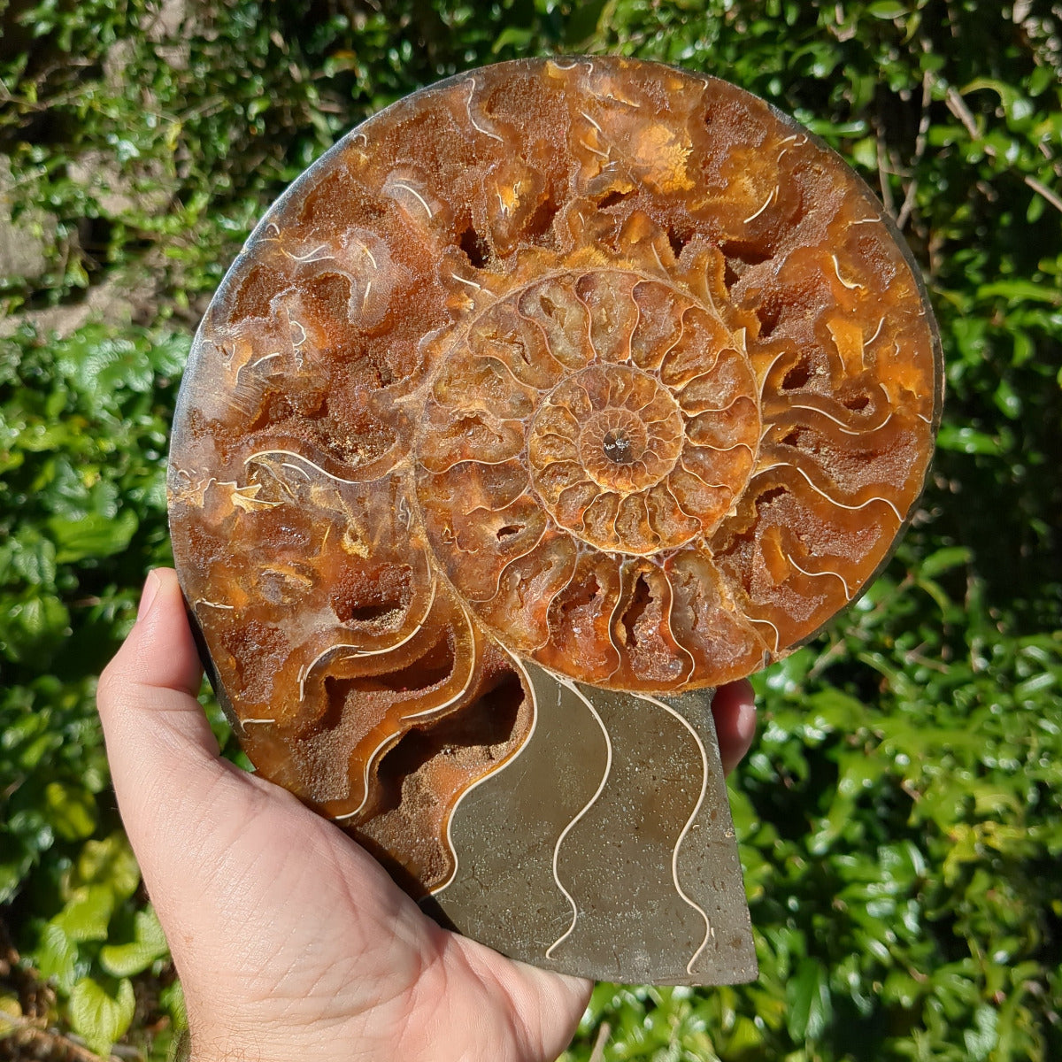 Ammonite Fossil Natural Pair - Sliced with Calcite, Druzy and Iridescent Shell 21cm - 1.6kg from Green Door Living Australia