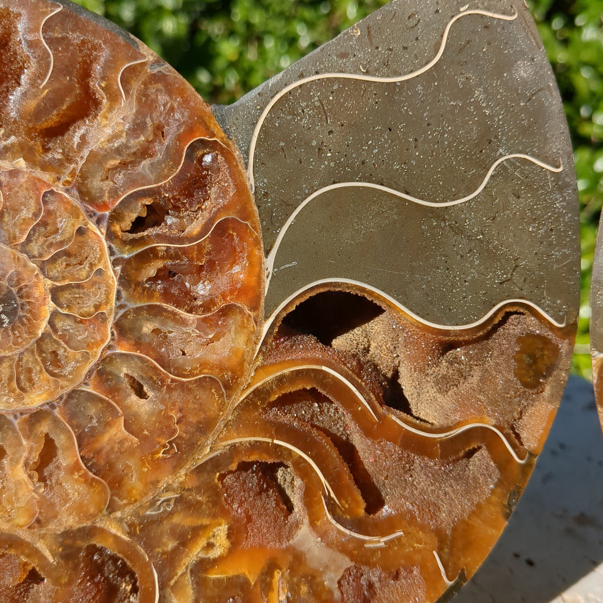 Ammonite Fossil Natural Pair - Sliced with Calcite, Druzy and Iridescent Shell 21cm - 1.6kg from Green Door Living Australia