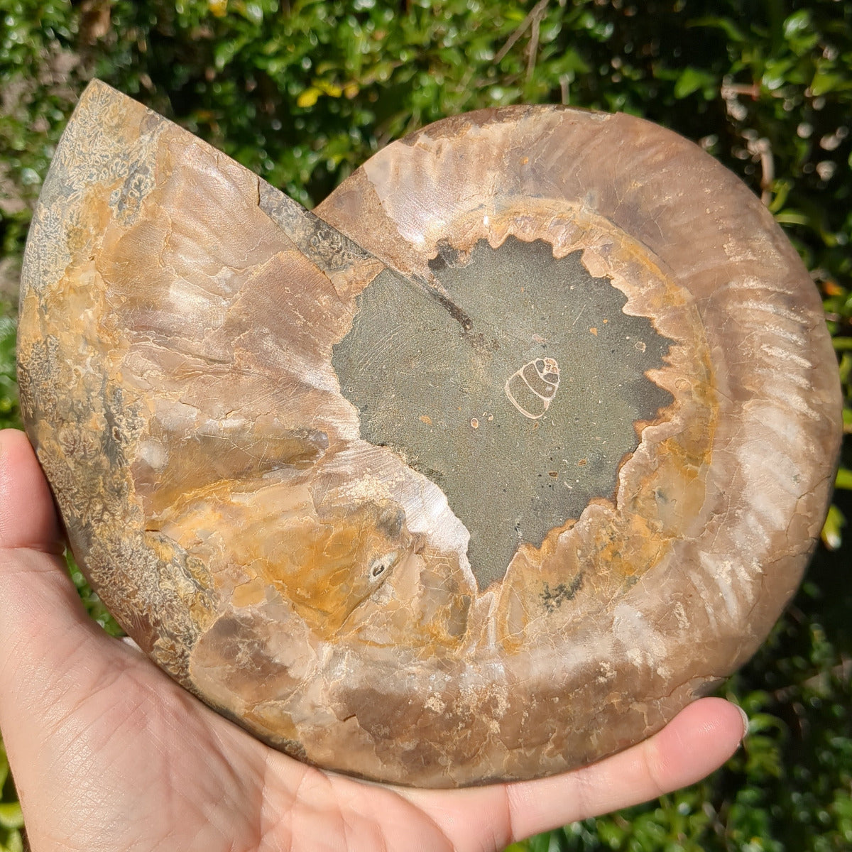 Ammonite Fossil Natural Pair - Sliced with Calcite, Druzy and Iridescent Shell 21cm - 1.6kg from Green Door Living Australia