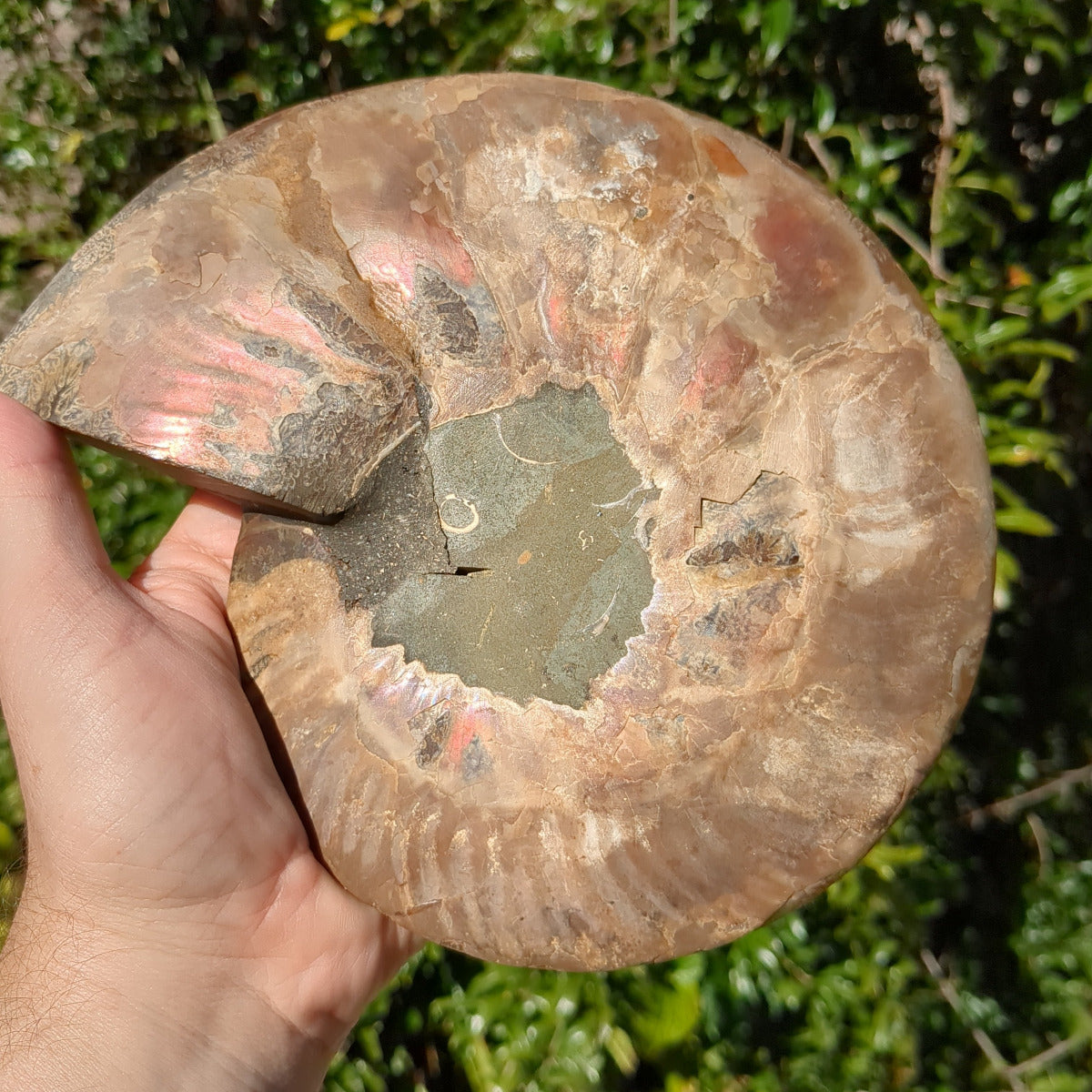Ammonite Fossil Natural Pair - Sliced with Calcite, Druzy and Iridescent Shell 21cm - 1.6kg from Green Door Living Australia
