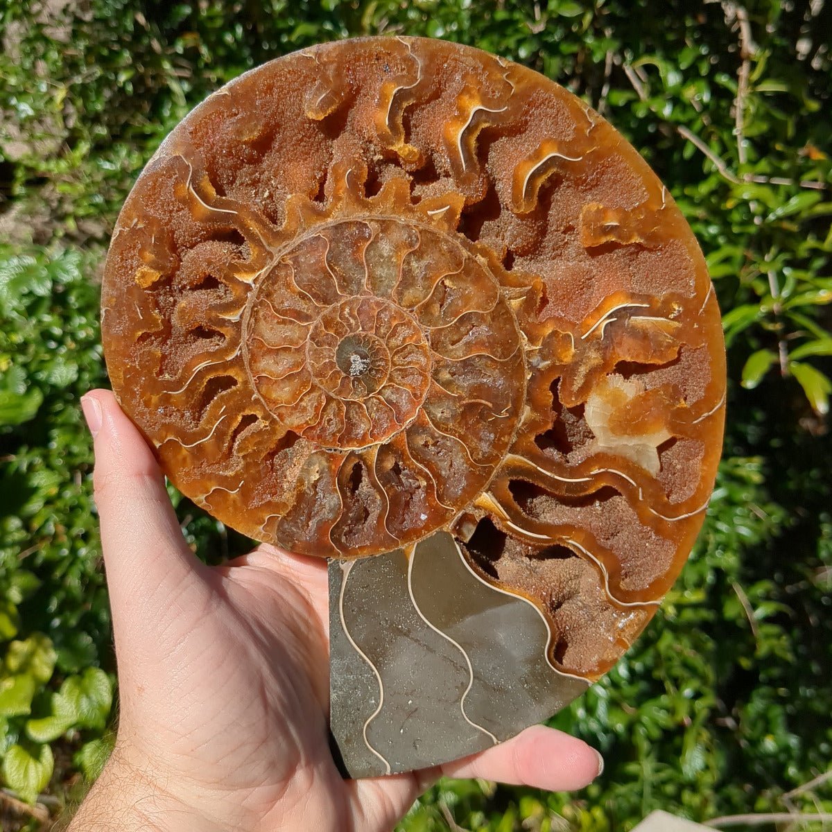 Ammonite Fossil Natural Pair - Sliced with Calcite, Druzy and Iridescent Shell 21cm - 1.6kg from Green Door Living Australia