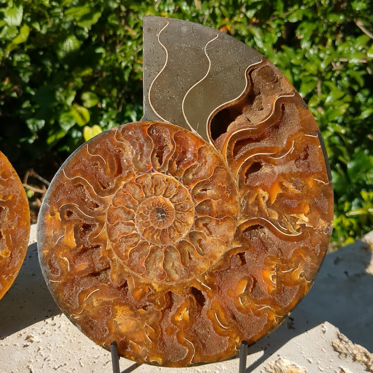 Ammonite Fossil Natural Pair - Sliced with Calcite, Druzy and Iridescent Shell 21cm - 1.6kg from Green Door Living Australia