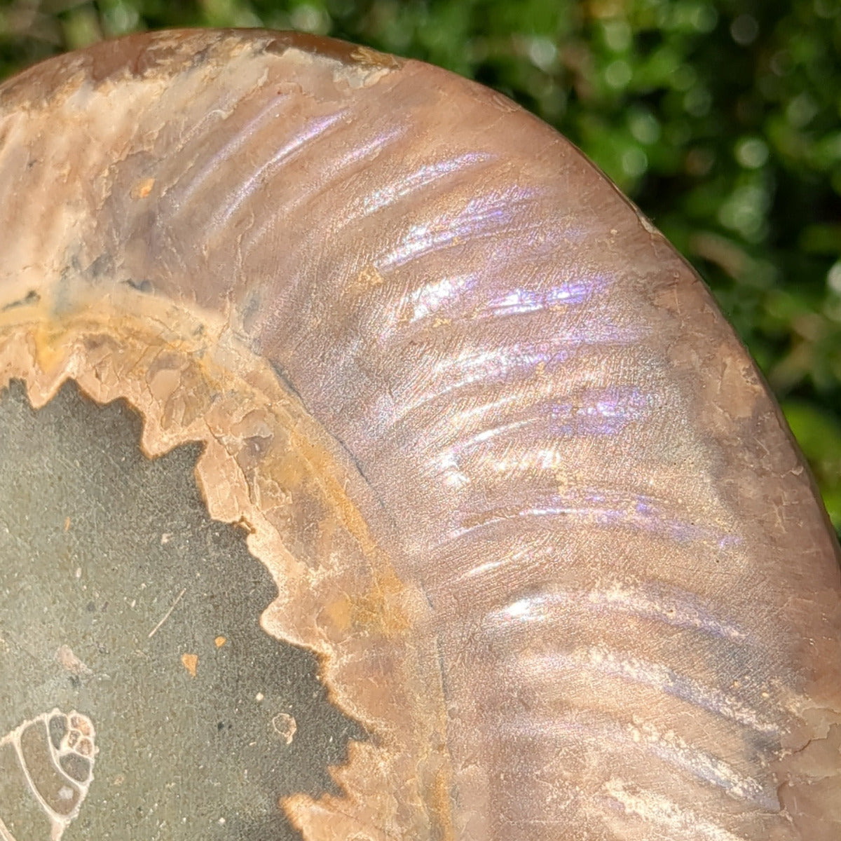 Ammonite Fossil Natural Pair - Sliced with Calcite, Druzy and Iridescent Shell 21cm - 1.6kg from Green Door Living Australia