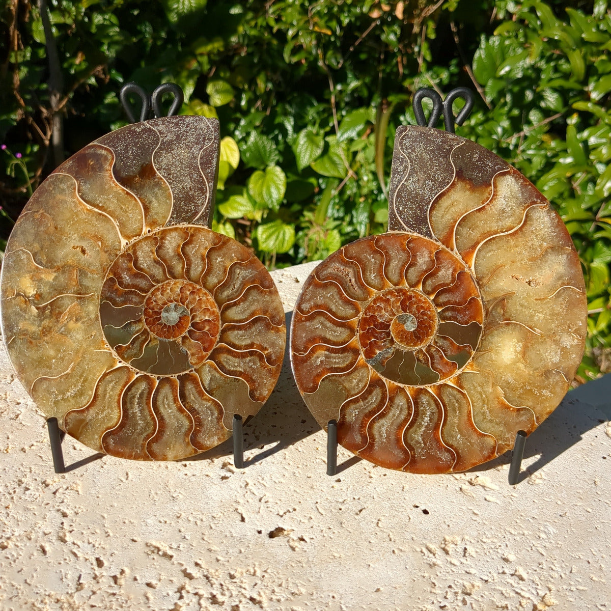 Ammonite Fossil Natural Pair - Sliced with Calcite, Druzy and Lightly Iridescent Shell 14.7cm - 706g from Green Door Living Australia