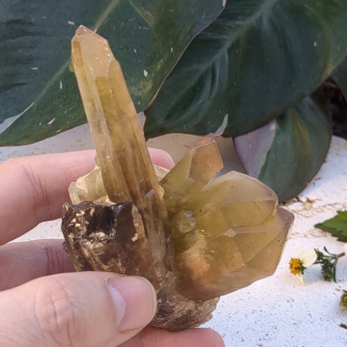 Citrine Cluster natural with mulitple points (10.2cm) - 191g from Green Door Living