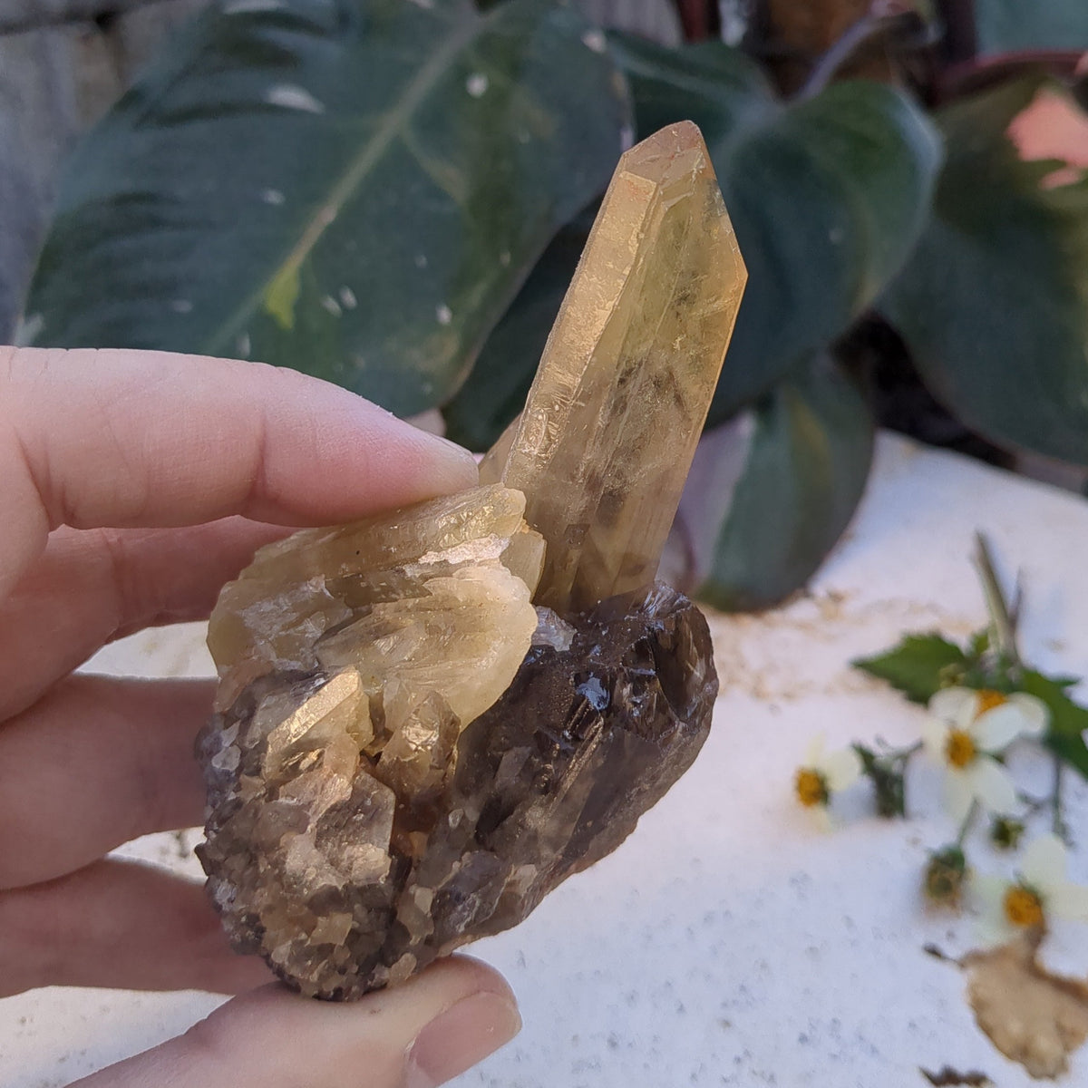 Citrine Cluster natural with mulitple points (10.2cm) - 191g from Green Door Living