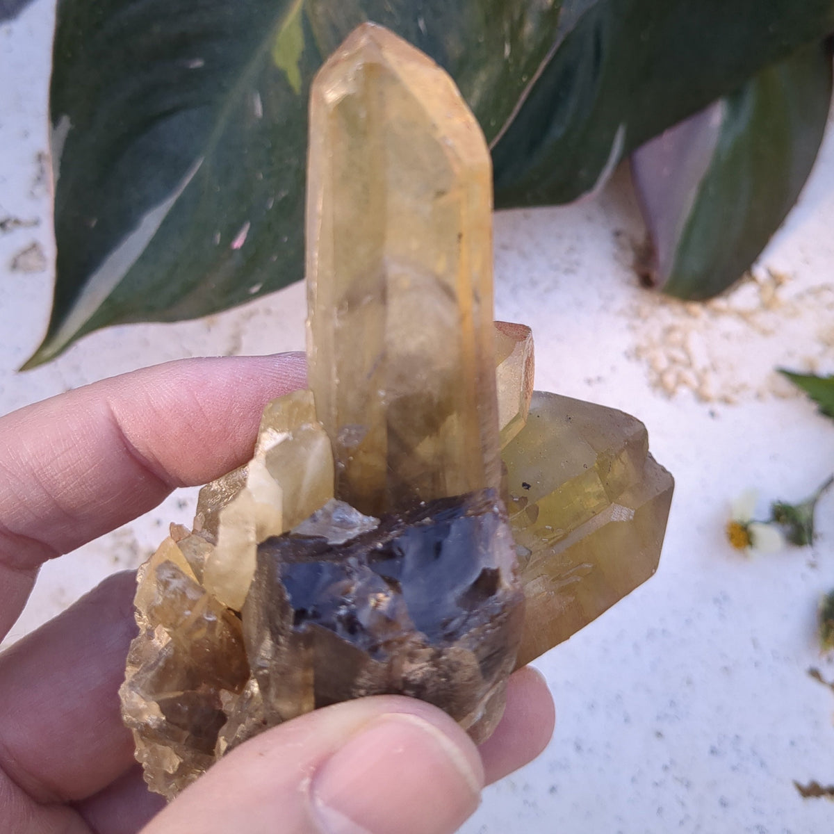 Citrine Cluster natural with mulitple points (10.2cm) - 191g from Green Door Living