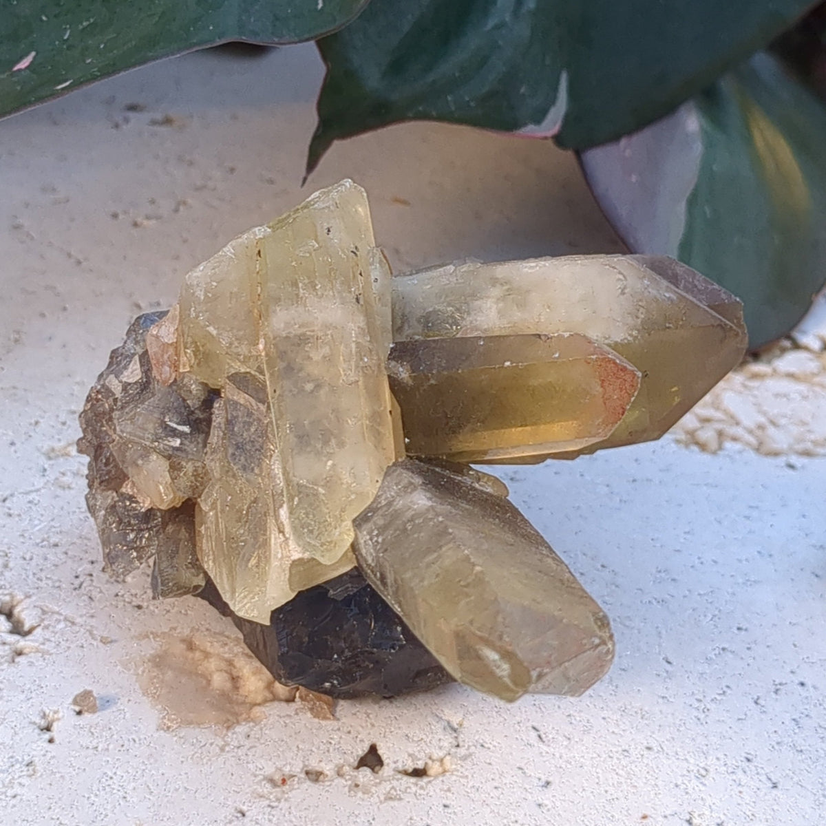 Citrine Cluster natural with mulitple points (10.2cm) - 191g from Green Door Living