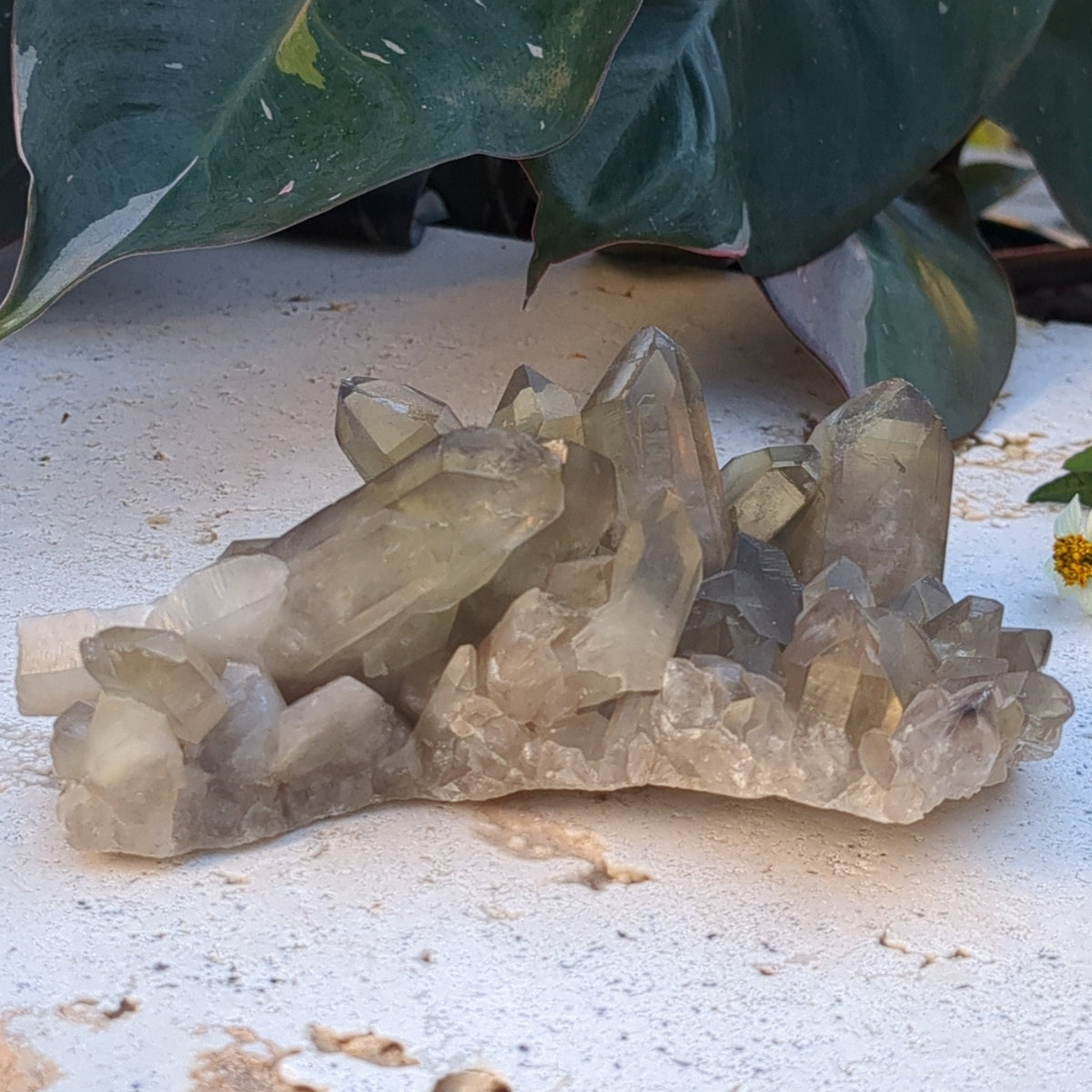 Citrine Cluster natural with mulitple points (12.2cm) - 298g from Green Door Living