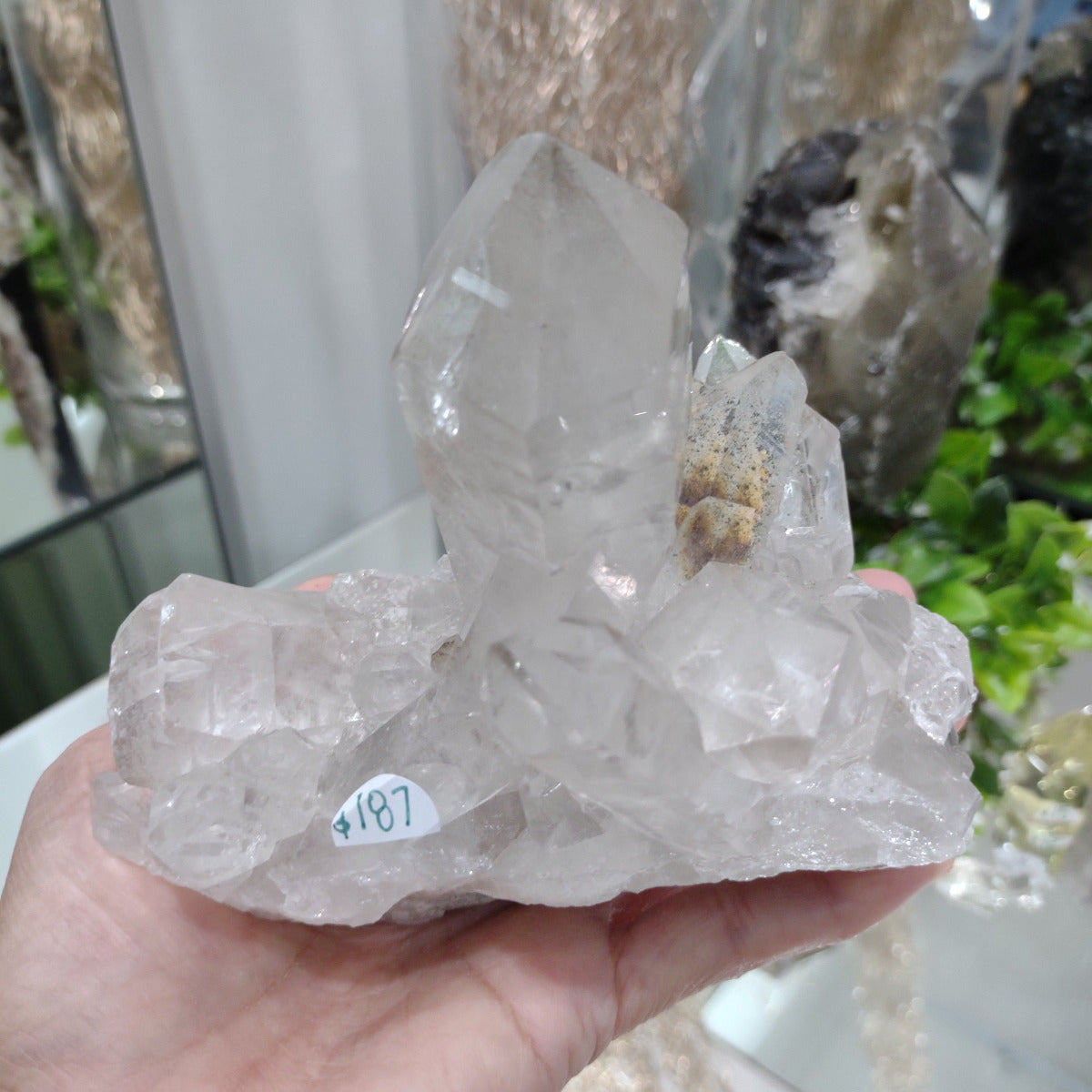 Lodolite Cluster with Large Point and Chlorite inclusions (12.5cm) - 746g